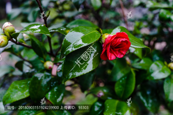 茶花