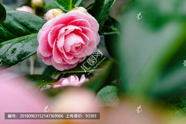 粉色茶花