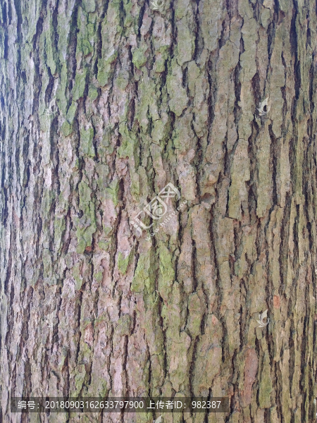 樹皮