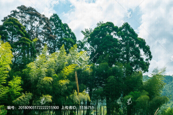 綠色樹林