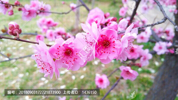 梅花