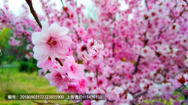 梅花