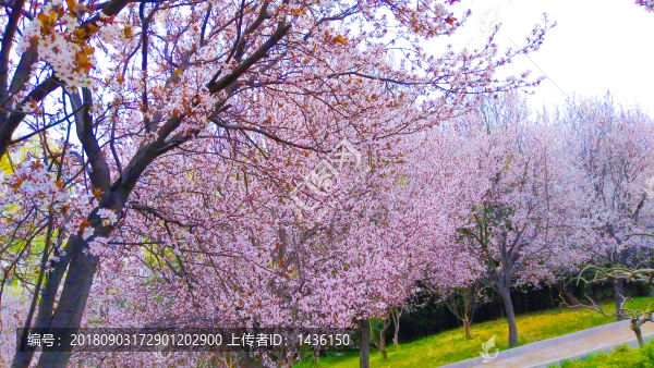 公園春色