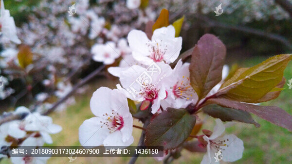 紫葉李