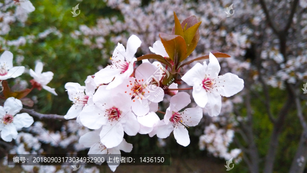 李樹花