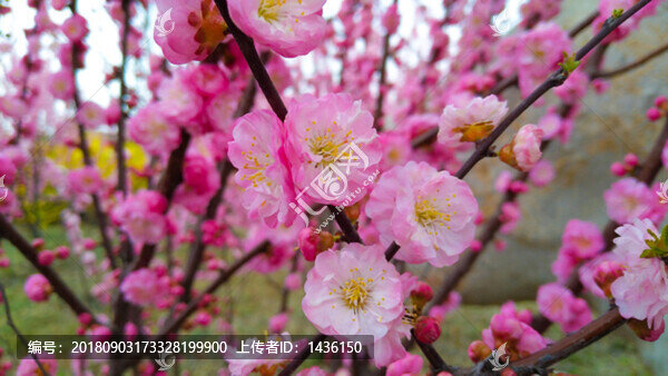 春暖花開