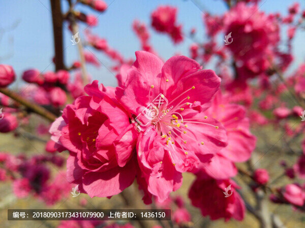 紅桃花