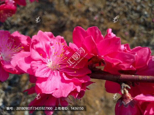 桃花