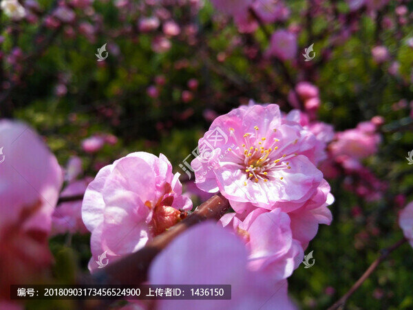 春暖花開