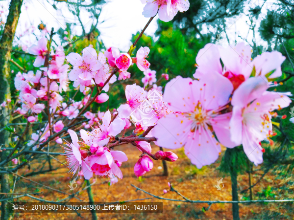 粉色桃花