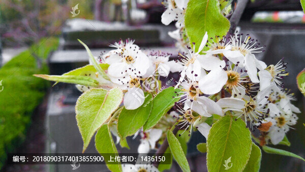 梨花