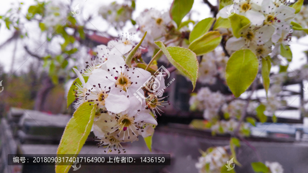 梨花
