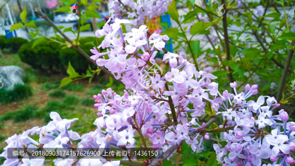 丁香花