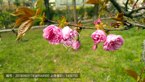 櫻花