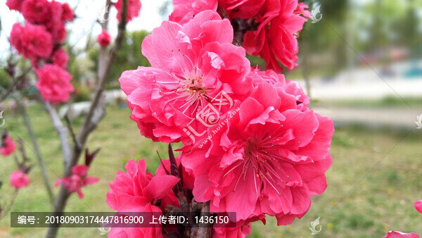 桃花