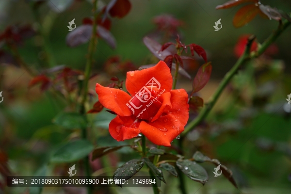 紅色玫瑰花