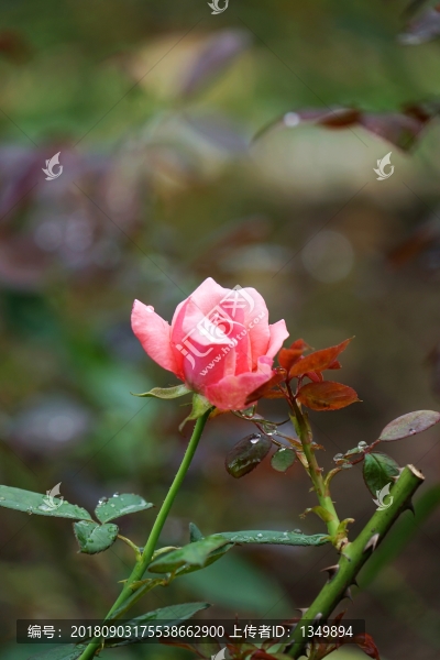 粉紅色玫瑰花
