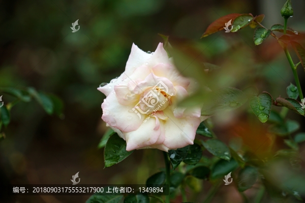 粉紅色玫瑰花
