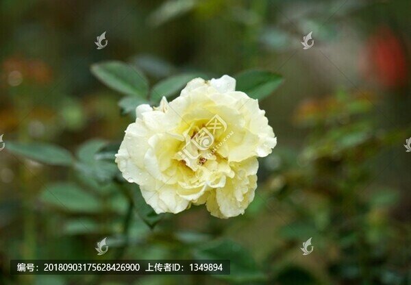 黃色玫瑰花