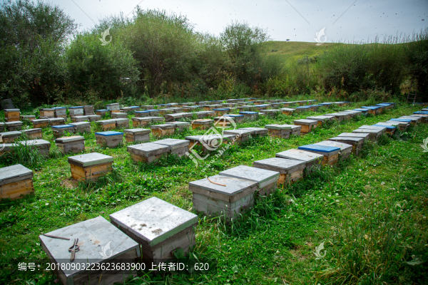 蜂場(chǎng)