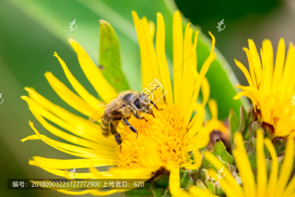 蜜蜂