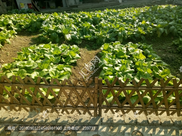 農(nóng)家菜地
