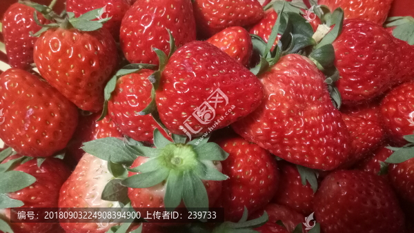 草莓