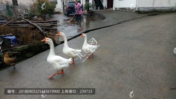 大白鵝