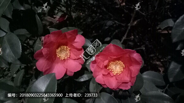 牡丹花