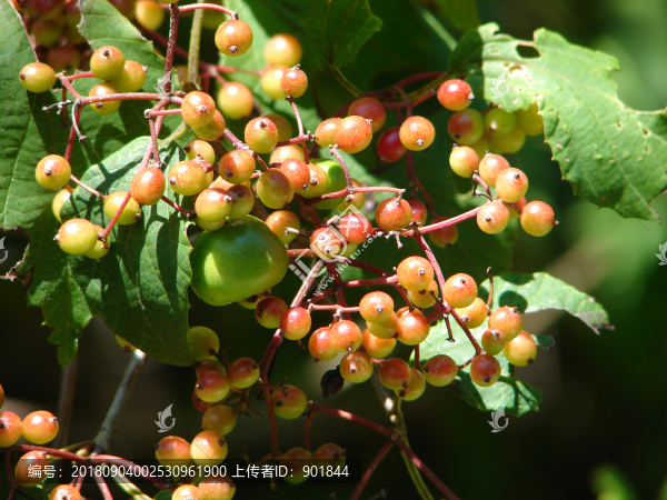 莢蒾紅色果實(shí)