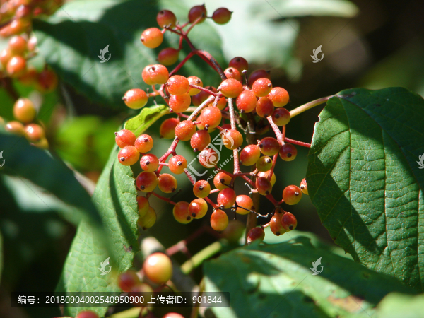 莢蒾紅色果實(shí)