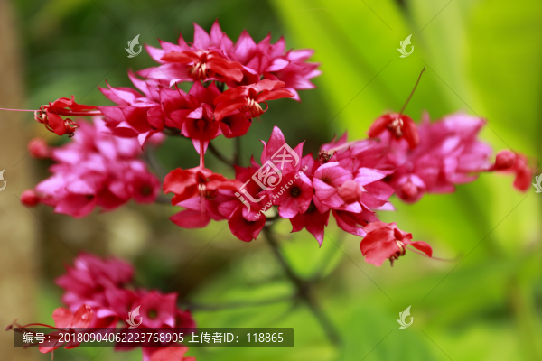 三角梅