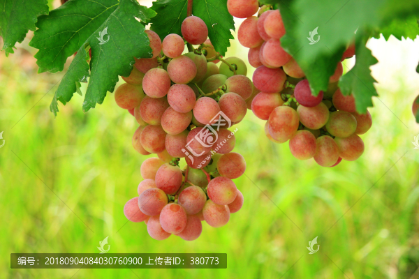 葡萄