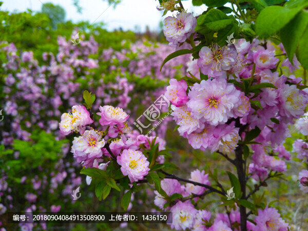 公園花草