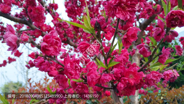 紅桃花