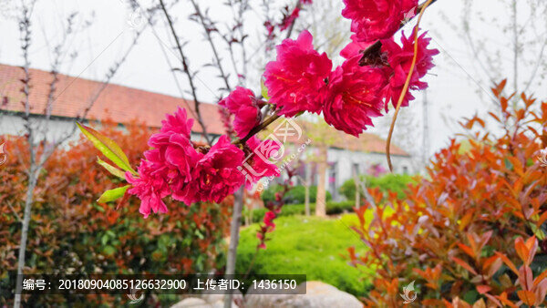 桃花