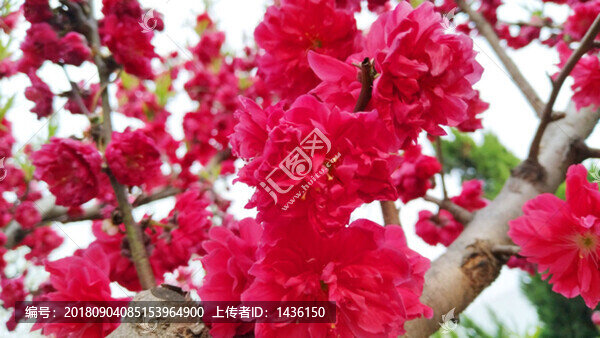 桃花盛開