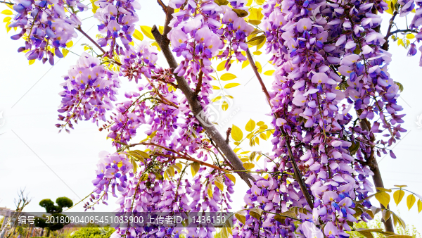 紫藤花