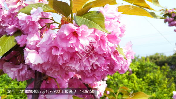 櫻花