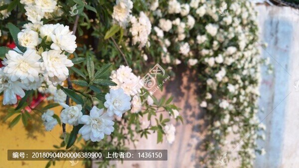 白色薔薇花