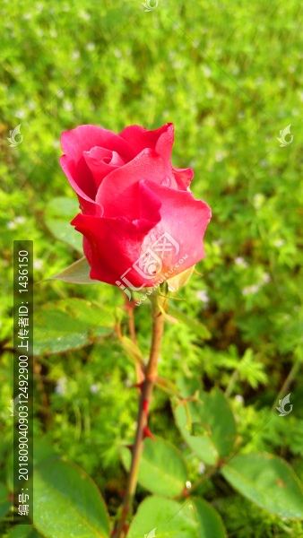 月季花