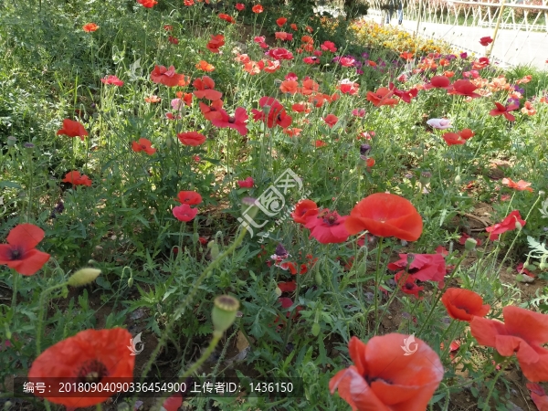 綠化花草