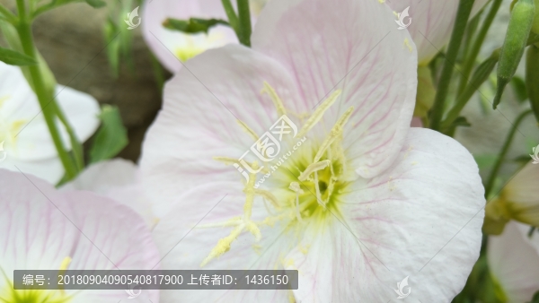 花草