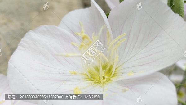 花蕊