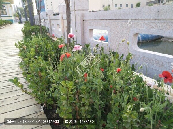 花草