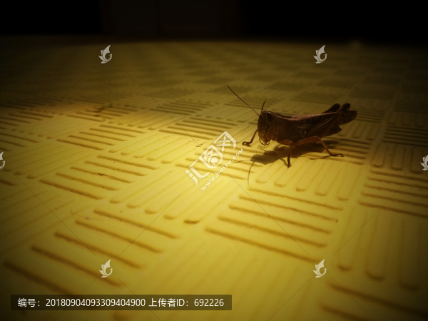 蝗蟲