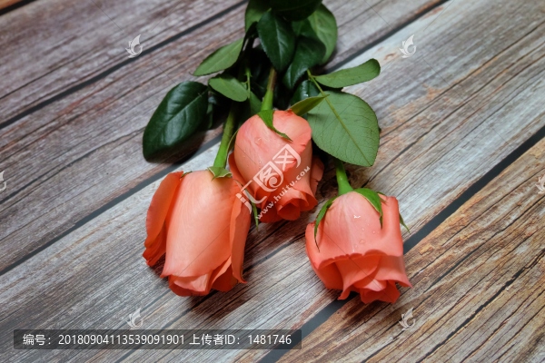 玫瑰花