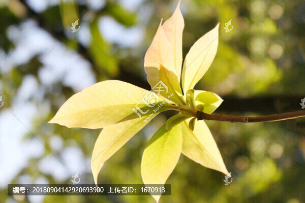 陽(yáng)光的顏色