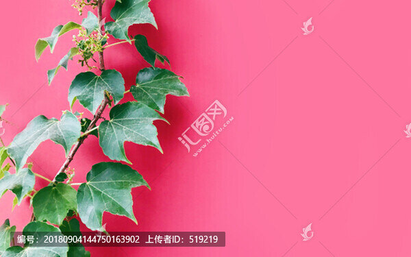 爬山虎