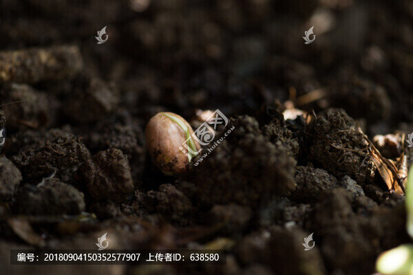花生發(fā)芽